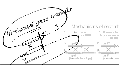 Mechanisms of recombination